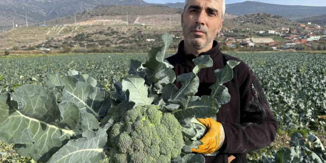 Kış ayının ‘Yeşil Altını’! Türkiye’nin ihtiyacının %50’si buradan sağlanıyor: Çiftçi fiyatlar karşısında eziliyor 7